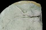 Three Species of Crinoids on One Plate - Crawfordsville, Indiana #135547-3